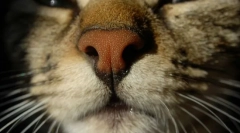 Zakaj mačke suhega nosu?