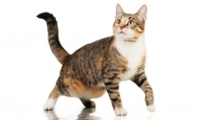 Zakaj mačka visi kožo na trebuhu?