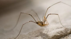 Zakaj seno sena tako enostavno?