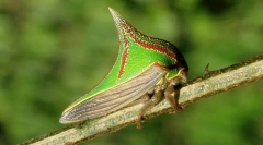 Zakaj umbony izgleda kot konica?