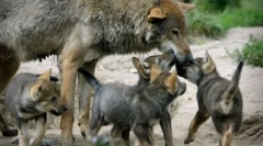 Zakaj se volkovi tako redko