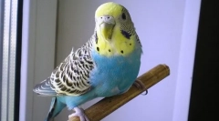 Zakaj valovita parrot trese in stresa