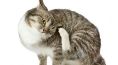 Zakaj se pojavi izcedek iz mačk in kako ga učinkovito odstraniti