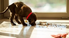 Krmiljenje krme iz zemlje