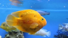 Izbira rib za akvarij