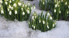 Snowdrop