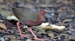 Povečevalnik rdečega gorenja