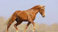 Horse gait