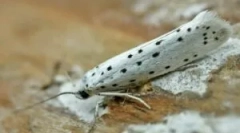 Kupljene in domače pravna sredstva iz molja