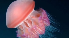 Ali ste koristni za meduz?