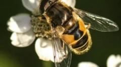 Striped muha burchal