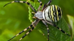 Brunnich striped spider