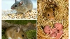 Sex cikel in reprodukcija miši