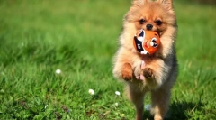 Pomeranski spitz (fotografije): kid in neskončni bhak