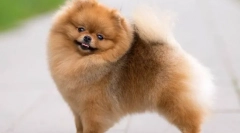 Pomeranski spitz