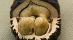 Ali črna matica iz parazitov pomaga?