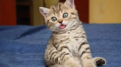 Driska kottenka: vzroki in zdravljenje