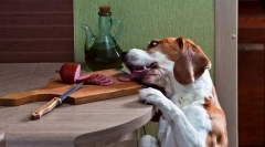 Prosim in krajo hrane