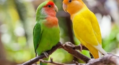 Parrots ljubi, opis, oskrba in vsebina