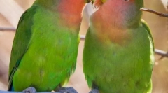 Parroti so ljubitelji