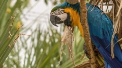 Parrot ara, opis, vrste, cena