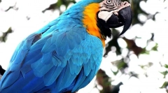 Parrot ara care in vsebina