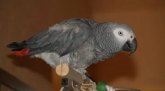 Parrot-spaniard: jaco poje jaz sem kukaracha