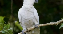 Parrot cakada