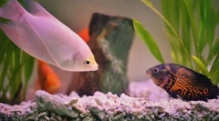 Priljubljena akvarijska riba