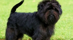 Appment afentpinching: beadded pes iz nemčije (fotografija)