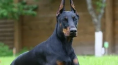 Pasma psa, primerna za vas z znakom zodiaka: naredite razumno izbiro