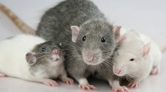 Dekorativni podgani: opis in razlike v vrstah domačih glodalcev