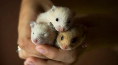 Hamster pasme, gospodinjske vrste