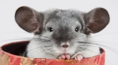 Pasma in barve chinshill: opis in razlike