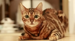 Pasme mačk, ki ne meglejo