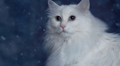 Pasme mačk z modrimi očmi