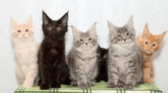 Pasme mačk z resilci na ušesih