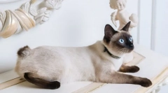 Pasme mačk s kratkim repom