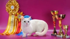 Cat pasme s kratkimi nogami