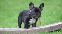 Pasma psov brez repa