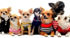 Pasme dog za apartmaje - 15 najboljših možnosti