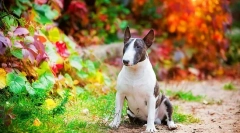 Pasme psov (fotografije z imeni): izberite prijatelja