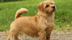 Pasma psov - podgane