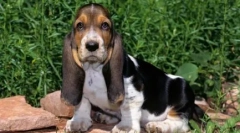 Pasme psov s kratkimi nogami - pregled s fotografijami in imena