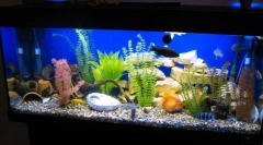 Korak za korakom zagon akvarija