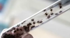 Posledice prenesenega encefalitisa