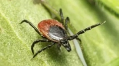 Posledice ugriza xode označite