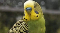 Vedenje valovitega papiga