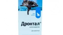 Povečana slinavka mačke: zakaj se pojavijo in kakšni ukrepi