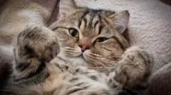 True in miti: zakaj judje ne marajo mačk